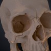 Mô hình 3D Hộp sọ Người Homo Sapiens Sapiens Đúng Giải phẫu - Thumbnail 3