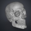 Mô hình 3D Hộp sọ Người Homo Sapiens Sapiens Đúng Giải phẫu - Thumbnail 14