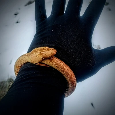 Ouroboros Mag-Bracelet – Vòng tay nam châm Ouroboros