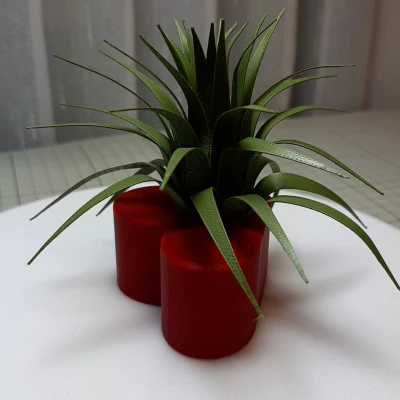 Trái tim Valentine kèm cây không khí (Air Plant)