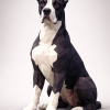 Chó Great Dane Low Poly - Thumbnail 1