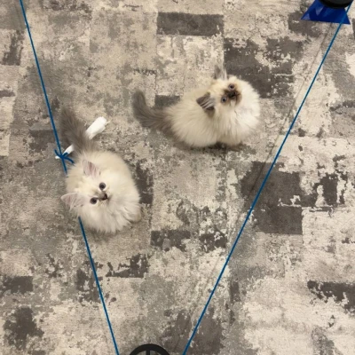 Đồ chơi rượt đuổi chạy pulley điều khiển từ xa cho thú cưng