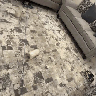 Đồ chơi rượt đuổi chạy pulley điều khiển từ xa cho thú cưng