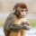 monkey_4121251