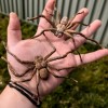 Nhện Huntsman (Huntsman Spider) kích thước thật – dễ in, hù dọa cực đã - Thumbnail 1