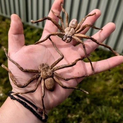 Nhện Huntsman (Huntsman Spider) kích thước thật – dễ in, hù dọa cực đã