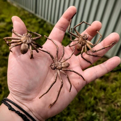 Nhện Huntsman (Huntsman Spider) kích thước thật – dễ in, hù dọa cực đã