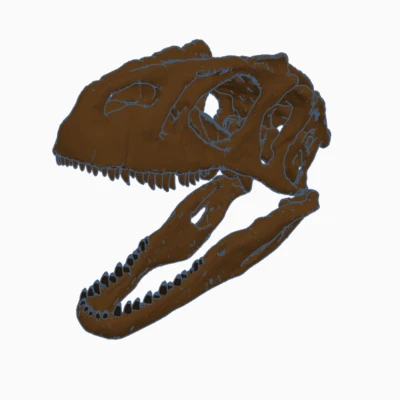 Hộp sọ và Hàm Răng Cá Sấu Allosaurus Fragilis