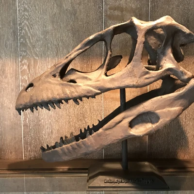 Hộp sọ Deinonychus Antirrhopus (Raptor) kích thước thật (Life Sized)