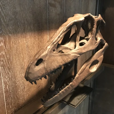 Hộp sọ Deinonychus Antirrhopus (Raptor) kích thước thật (Life Sized)