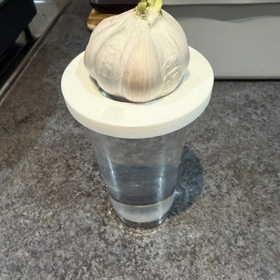 Đĩa Trồng Hành (Onion Growing Plate)