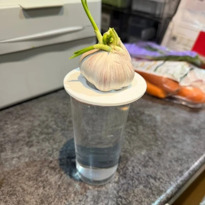 Đĩa Trồng Hành (Onion Growing Plate)