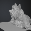 Mô hình 3D Yorkshire Terrier (yorkshire_terrier) - Thumbnail 1