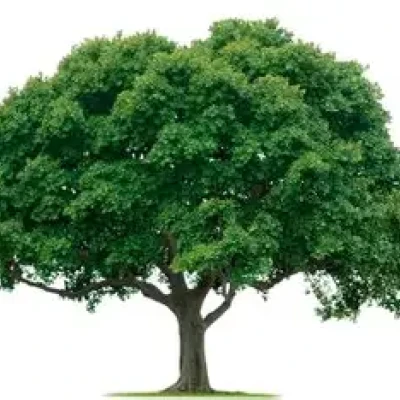 Cây rụng lá (Deciduous tree)