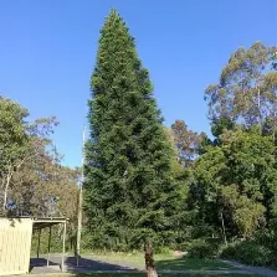 Cây Confiner (Confiner tree) trang trí