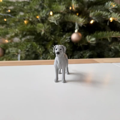 Great Dane - Chó Great Dane trưởng thành