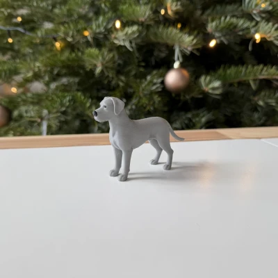 Great Dane - Chó Great Dane trưởng thành