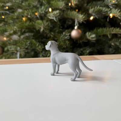 Great Dane - Chó Great Dane trưởng thành