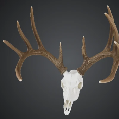 Tượng Đầu Hươu White Tail Kiểu European Mount