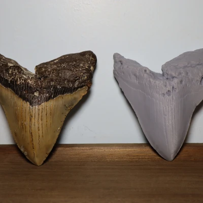 Răng Megalodon_High Detail
