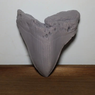 Răng Megalodon_High Detail