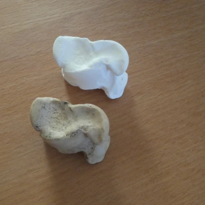 Xương Astragalus (xương sên/talus) của bò