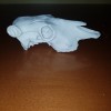 Hộp sọ bò (Cattle skull) - Thumbnail 1