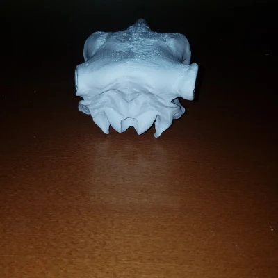 Hộp sọ bò (Cattle skull)