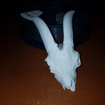 Hộp Sọ Dê Nhà - Mô Hình 3D