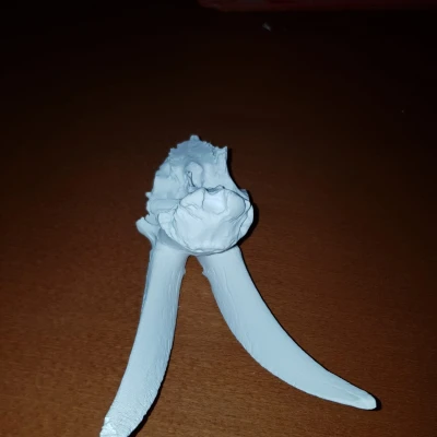 Hộp Sọ Dê Nhà - Mô Hình 3D