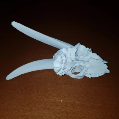 Hộp Sọ Dê Nhà - Mô Hình 3D