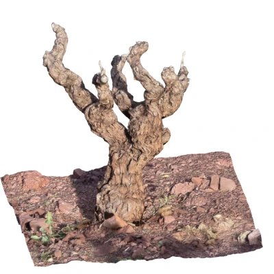 CEPA VIEJA – Gốc nho già (mô hình trang trí belen/miniatures)