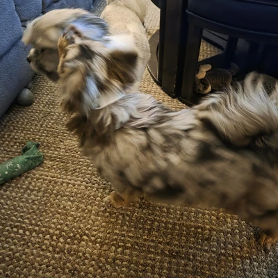 Thẻ gắn vòng cổ (Tag for collar)