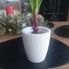 Chậu hoa Fruvita (Fruvita flowerpot) - Thumbnail 2