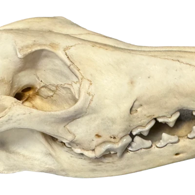 Hộp sọ coyote (coyote skull)
