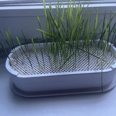 Chậu ươm mầm thủy canh (có lưới chống mèo phá)