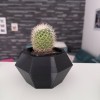 Flowerpot - Chậu trồng xương rồng - Thumbnail 2