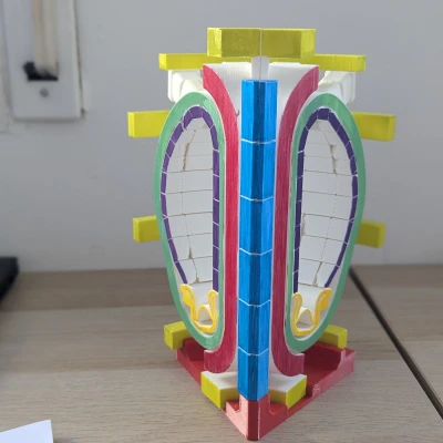 Lát cắt tokamak (tokamak slice)