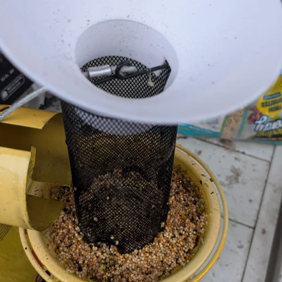 Phễu đổ thức ăn cho máng chim (Birdfeeder funnel)